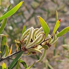 Acacia lanigera var. lanigera (Woolly Wattle, Hairy Wattle) at Weetangera, ACT - 24 Nov 2024 by sangio7