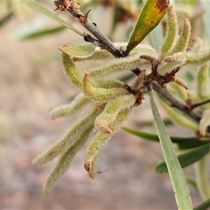 Acacia lanigera var. lanigera at Weetangera, ACT - 25 Nov 2024