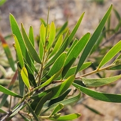 Acacia lanigera var. lanigera at Weetangera, ACT - 25 Nov 2024