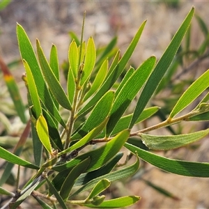 Acacia lanigera var. lanigera at Weetangera, ACT - 25 Nov 2024