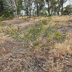 Acacia lanigera var. lanigera at Weetangera, ACT - 25 Nov 2024