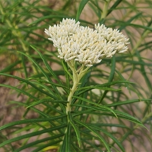 Cassinia longifolia at Weetangera, ACT - 25 Nov 2024