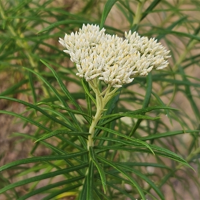 Cassinia longifolia (Shiny Cassinia, Cauliflower Bush) at Weetangera, ACT - 24 Nov 2024 by sangio7