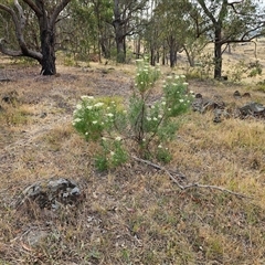 Cassinia longifolia at Weetangera, ACT - 25 Nov 2024