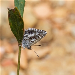 Neolucia agricola (Fringed Heath-blue) at Uriarra Village, ACT - 25 Nov 2024 by DPRees125