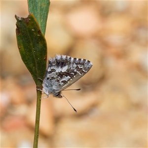 Neolucia agricola (Fringed Heath-blue) at Uriarra Village, ACT by DPRees125