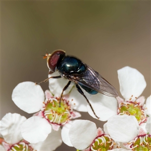 Psilota sp. (genus) at Uriarra Village, ACT - 25 Nov 2024