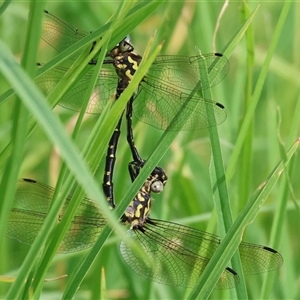 Eusynthemis virgula at Killara, VIC - 24 Nov 2024 07:14 AM