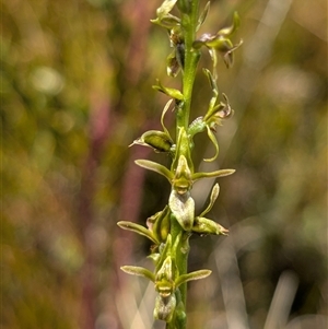 Paraprasophyllum tadgellianum at Cotter River, ACT - 25 Nov 2024