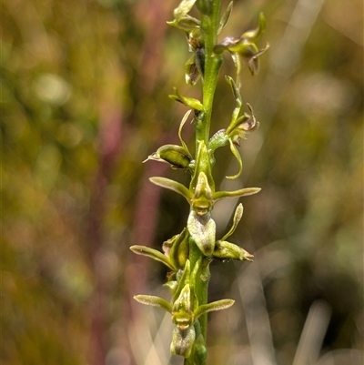 Paraprasophyllum tadgellianum (Tadgell's leek orchid) at Cotter River, ACT - 25 Nov 2024 by EmmaCook