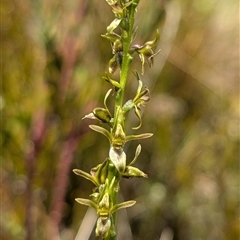 Paraprasophyllum tadgellianum at Cotter River, ACT - 25 Nov 2024