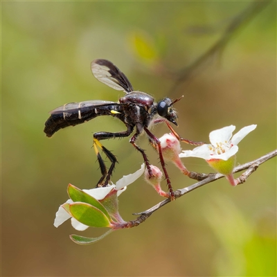 Daptolestes limbipennis (Robber fly) at Uriarra Village, ACT - 25 Nov 2024 by DPRees125