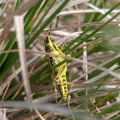 Unidentified Grasshopper (several families) at Cotter River, ACT - 24 Nov 2024 by EmmaCook