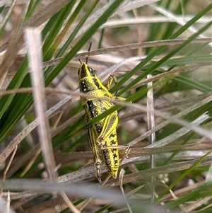 Monistria concinna at Cotter River, ACT - 25 Nov 2024