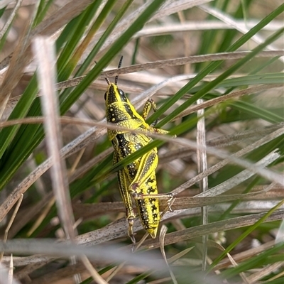 Unidentified Grasshopper (several families) at Cotter River, ACT - 24 Nov 2024 by EmmaCook