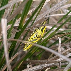 Monistria concinna at Cotter River, ACT - 25 Nov 2024