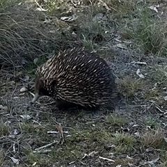 Tachyglossus aculeatus (Short-beaked Echidna) at Forde, ACT - 24 Sep 2024 by Jillw