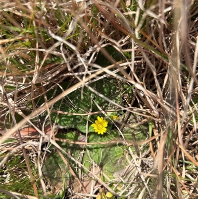 Cymbonotus sp. (preissianus or lawsonianus) at Forde, ACT - 24 Sep 2024 by Jillw