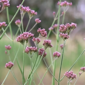 Verbena sp. at Killara, VIC - 24 Nov 2024