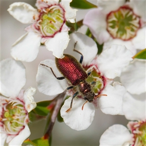 Phlogistus sp. (genus) (Clerid beetle) at Uriarra Village, ACT by DPRees125