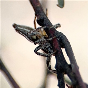 Opisthoncus sp. (genus) at Russell, ACT by Hejor1