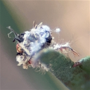 Chrysopidae (family) (Unidentified Green lacewing) at Russell, ACT by Hejor1