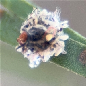 Chrysopidae (family) at Russell, ACT - 21 Nov 2024