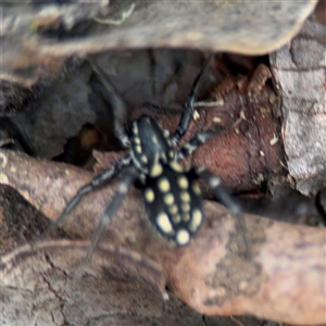 Nyssus albopunctatus at Russell, ACT - 21 Nov 2024