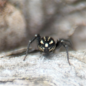 Nyssus albopunctatus at Russell, ACT - 21 Nov 2024