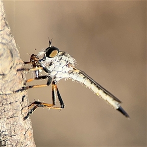 Cerdistus sp. (genus) (Slender Robber Fly) at Russell, ACT by Hejor1