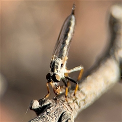 Cerdistus sp. (genus) at Russell, ACT - 21 Nov 2024