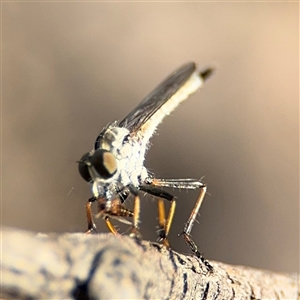 Cerdistus sp. (genus) at Russell, ACT - 21 Nov 2024