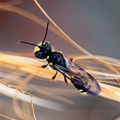 Cerceris sp. (genus) at Russell, ACT - 21 Nov 2024 by Hejor1