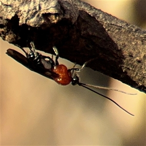 Braconidae (family) (Unidentified braconid wasp) at Russell, ACT by Hejor1