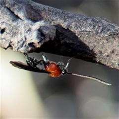 Braconidae (family) at Russell, ACT - 21 Nov 2024