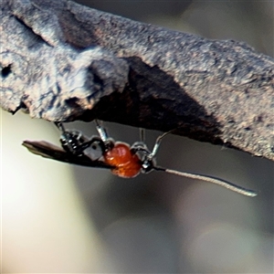 Braconidae (family) at Russell, ACT - 21 Nov 2024 05:38 PM