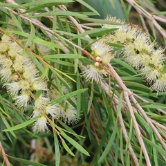 Callistemon sieberi at Killara, VIC - 23 Nov 2024 by KylieWaldon