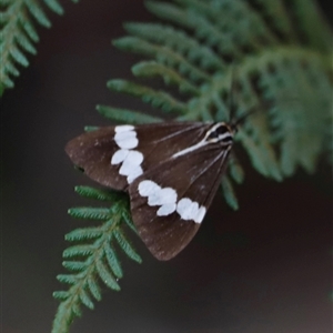 Nyctemera amicus at Uriarra, NSW - 23 Nov 2024 06:58 PM