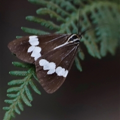 Nyctemera amicus at Uriarra, NSW - 23 Nov 2024 06:58 PM