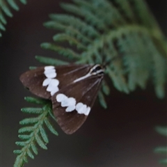 Nyctemera amicus at Uriarra, NSW - 23 Nov 2024