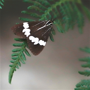 Nyctemera amicus at Uriarra, NSW - 23 Nov 2024 06:58 PM