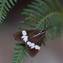 Nyctemera amicus at Uriarra, NSW - 23 Nov 2024 06:58 PM