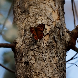 Heteronympha merope at Uriarra, NSW - 23 Nov 2024