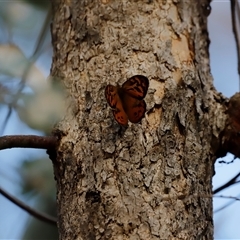 Heteronympha merope at Uriarra, NSW - 23 Nov 2024