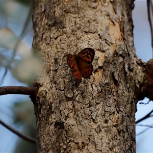 Heteronympha merope at Uriarra, NSW - 23 Nov 2024