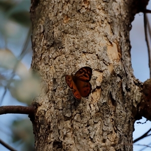 Heteronympha merope at Uriarra, NSW - 23 Nov 2024