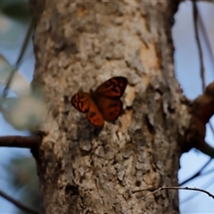 Heteronympha merope at Uriarra, NSW - 23 Nov 2024