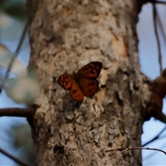 Heteronympha merope at Uriarra, NSW - 23 Nov 2024