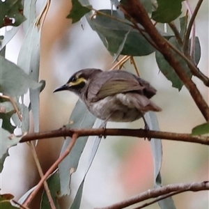 Caligavis chrysops at Uriarra, NSW - 23 Nov 2024