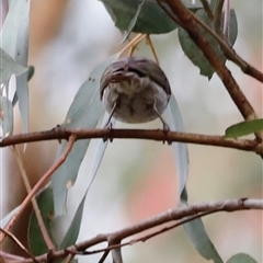 Caligavis chrysops at Uriarra, NSW - 23 Nov 2024